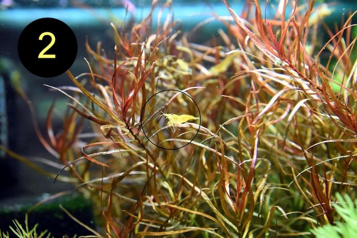 Schmalbl. Ludwigie, Cognacpflanze, Rubinrote Ludwigie (ab 4€)