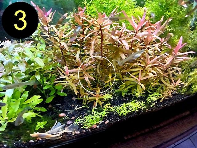 Schmalbl. Ludwigie, Cognacpflanze, Rubinrote Ludwigie (ab 4€)