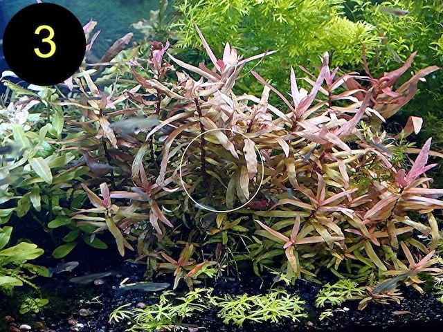 Schmalbl. Ludwigie, Cognacpflanze, Rubinrote Ludwigie (ab 4€)