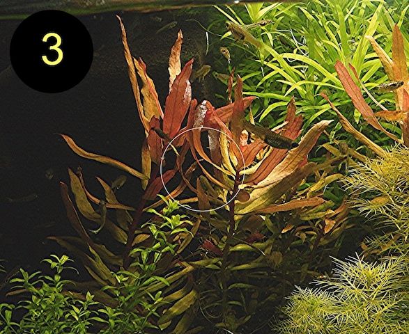 Schmalbl. Ludwigie, Cognacpflanze, Rubinrote Ludwigie (ab 4€)