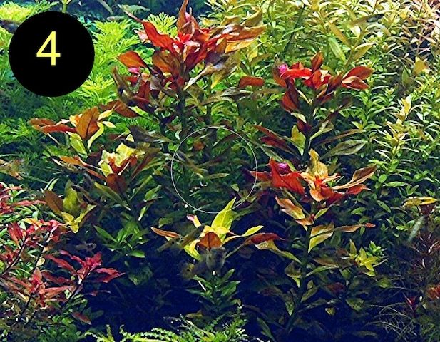 Schmalbl. Ludwigie, Cognacpflanze, Rubinrote Ludwigie (ab 4€)