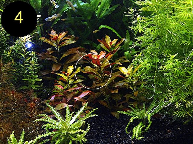 Schmalbl. Ludwigie, Cognacpflanze, Rubinrote Ludwigie (ab 4€)