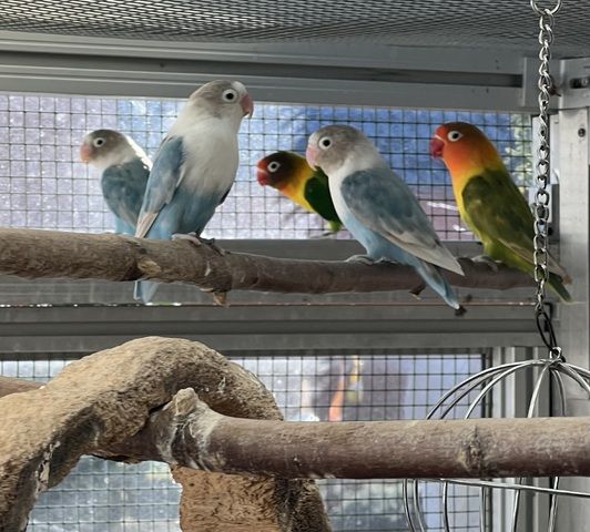 Agaporniden-Papageien