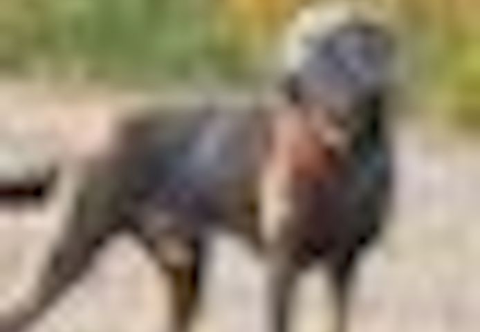 Wunderschöne Labrador Welpen mit Ahnentafel, aus liebevoller Familienaufzucht, noch 4 verfügbar