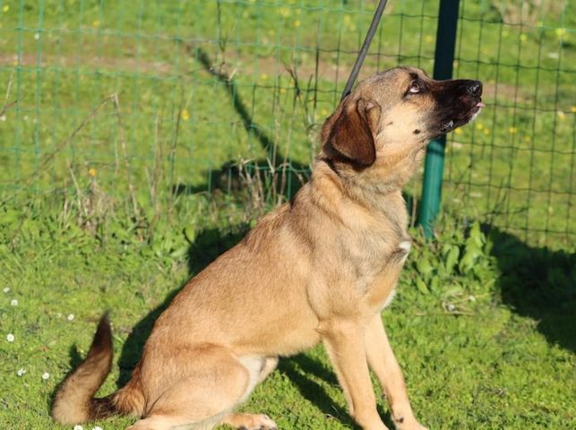 Sweet - junger Wirbelwind mit Herz