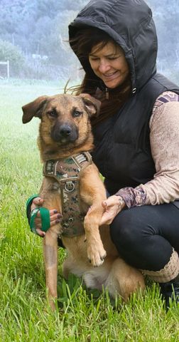 Sweet - junger Wirbelwind mit Herz