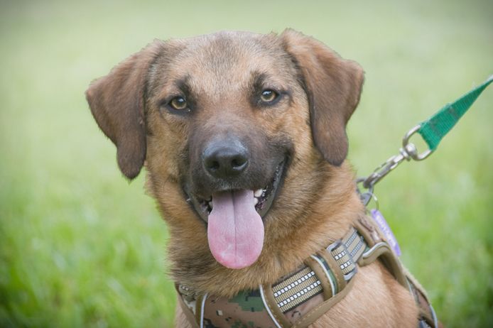 Sweet - junger Wirbelwind mit Herz