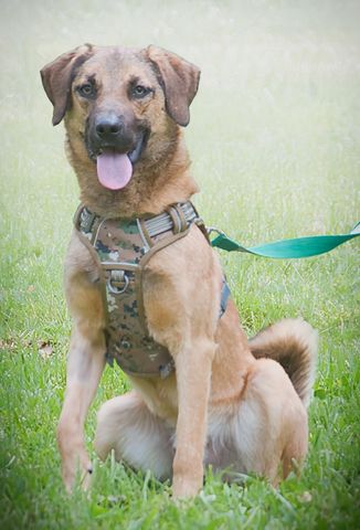 Sweet - junger Wirbelwind mit Herz