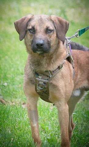 Sweet - junger Wirbelwind mit Herz