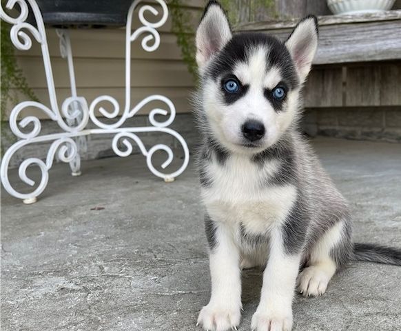 Sibirische Husky-Welpen