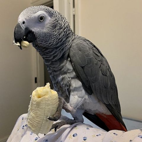 Graupapageien abzugeben