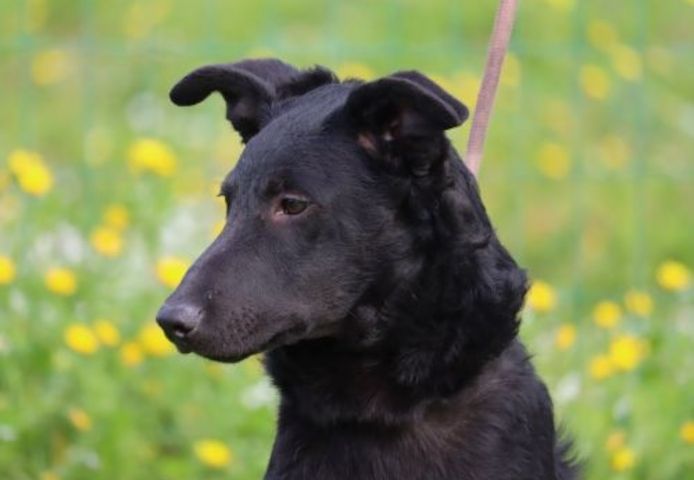 Lloyd - ein liebevoller Schmuser