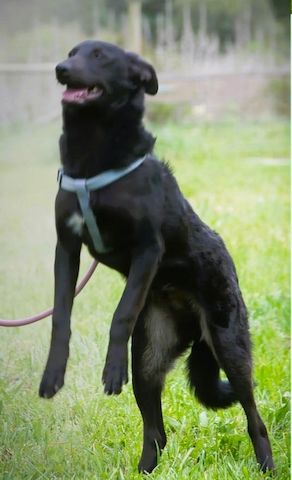 Lloyd - ein liebevoller Schmuser