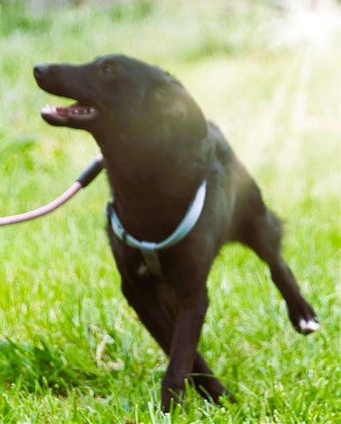 Lloyd - ein liebevoller Schmuser