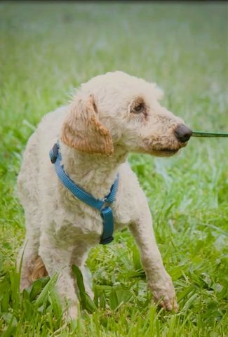 Bunny - ein liebenswerter Pudelmix