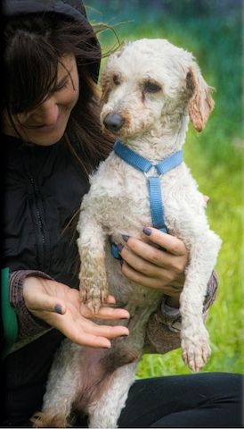 Bunny - ein liebenswerter Pudelmix