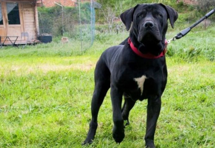 Zeus - ein beeindruckender Prachtkerl