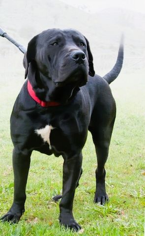 Zeus - ein beeindruckender Prachtkerl