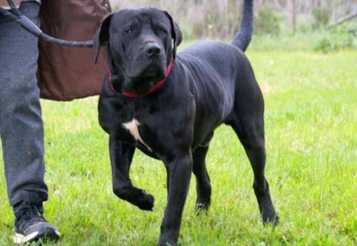 Zeus - ein beeindruckender Prachtkerl