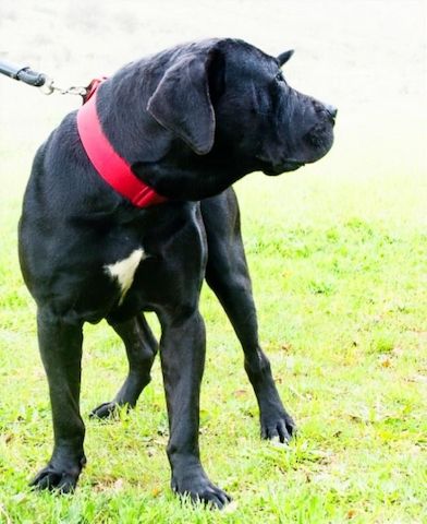 Zeus - ein beeindruckender Prachtkerl