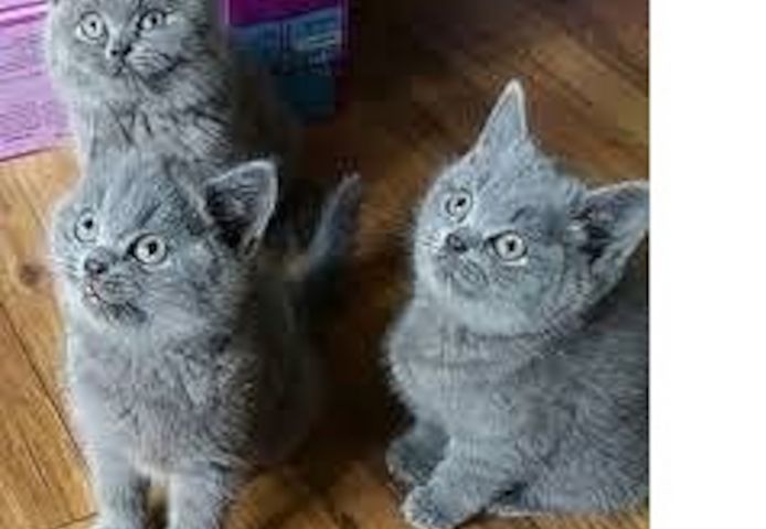 Britisch Kurzhaar (männlich und weiblich)