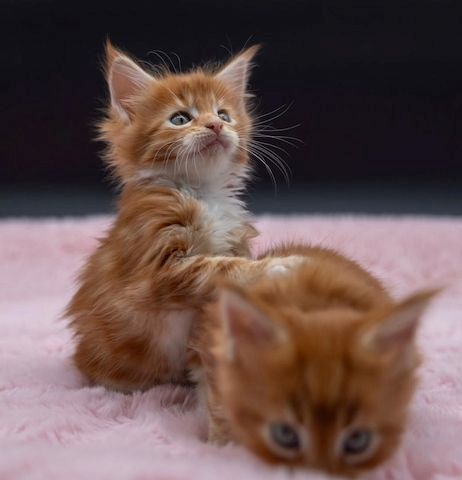 MainecoonKätzchen ,