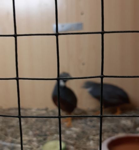 hübsche Chinesische Zwergwachtelhähne