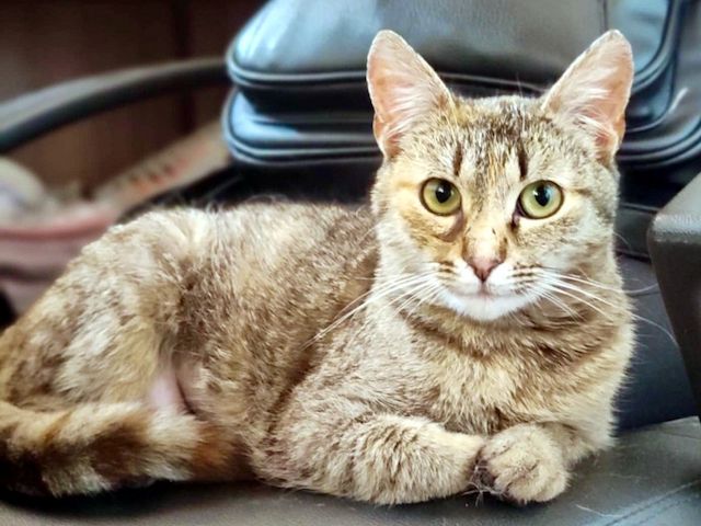 MINA - temperamentvolle Kuschelqueen