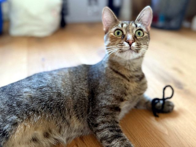 MINA - temperamentvolle Kuschelqueen