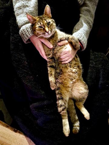 MINA - temperamentvolle Kuschelqueen