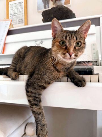 MINA - temperamentvolle Kuschelqueen