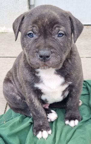 American Bullys suchen ein Zuhause