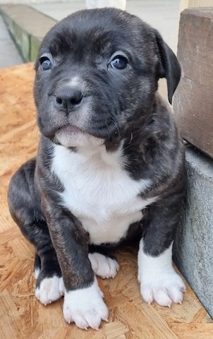 American Bullys suchen ein Zuhause