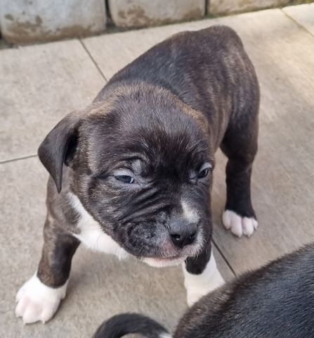 American Bullys suchen ein Zuhause