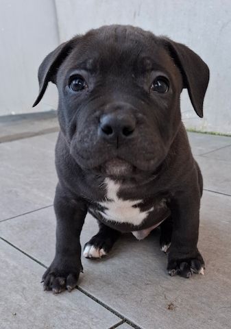 American Bullys suchen ein Zuhause