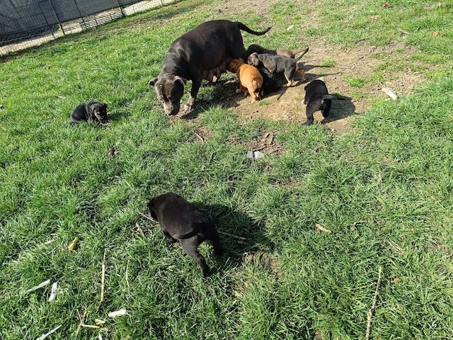 Wunderschöne Mischlingswelpen