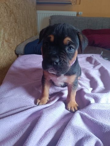 Wunderschöne Mischlingswelpen