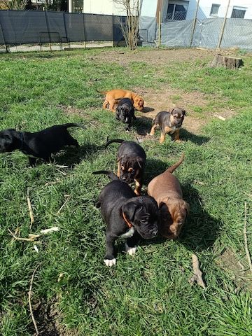 Wunderschöne Mischlingswelpen