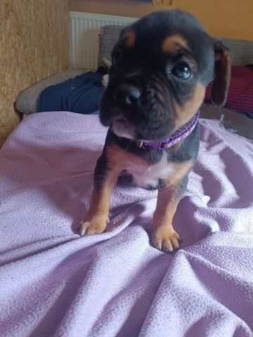 American Bully- Boxer/Labradormix Welpen zu verkaufen