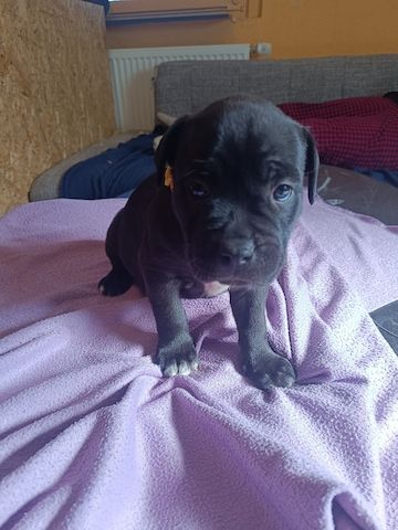 American Bully- Boxer/Labradormix Welpen zu verkaufen