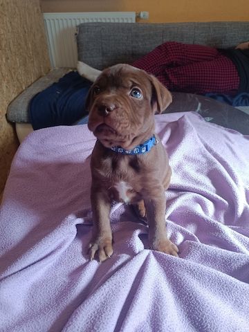 American Bully- Boxer/Labradormix Welpen zu verkaufen