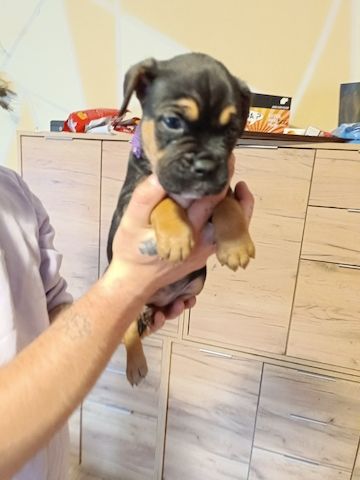 American Bully- Boxer/Labradormix Welpen zu verkaufen