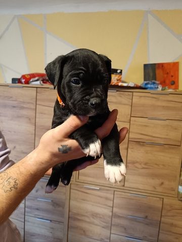 American Bully- Boxer/Labradormix Welpen zu verkaufen