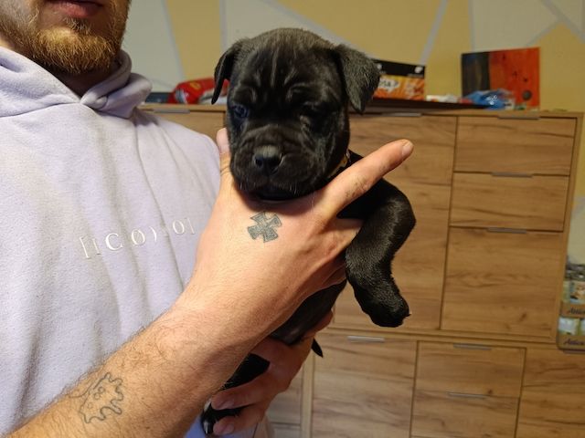 American Bully- Boxer/Labradormix Welpen zu verkaufen