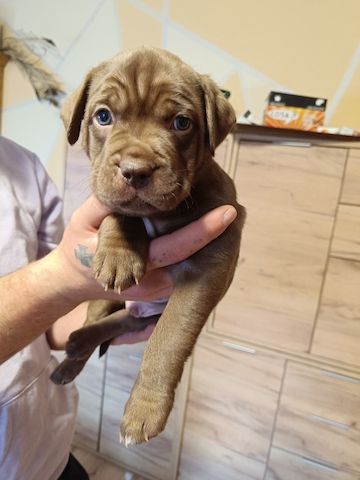 American Bully- Boxer/Labradormix Welpen zu verkaufen