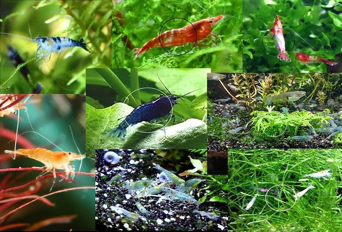 Zwerggarnelen Mixe (ab 0,90€) Versand/ Abholung