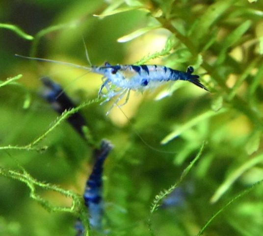 Zwerggarnelen Mixe (ab 0,90€) Versand/ Abholung