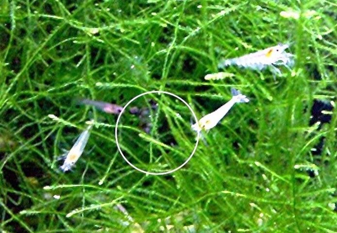 Zwerggarnelen Mixe (ab 0,90€) Versand/ Abholung