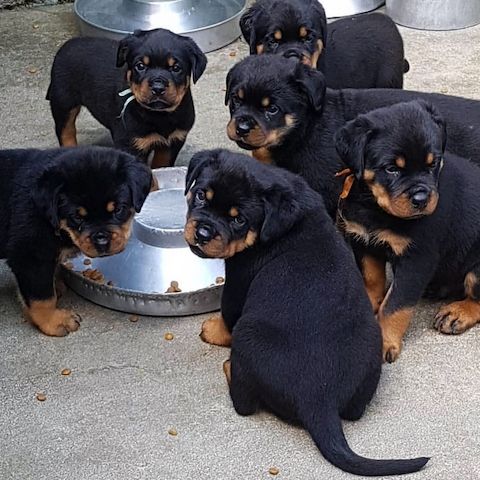 Rottweiler Welpen ein liebevolles Zuhause.
