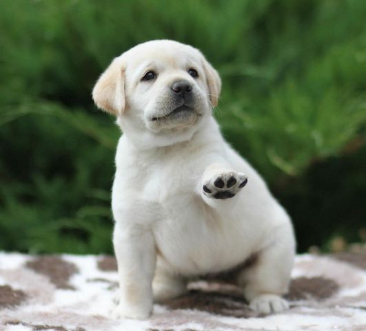 Labrador Retriever in liebevolle Hände abzugeben